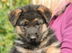 Prodáme štěňata NO s PP- poslední volný pejsek a f